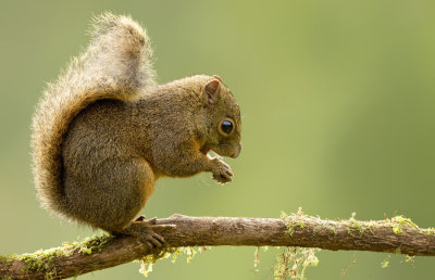 Bangs's mountain squirrel / Midden-Amerikaanse bergeekhoorn