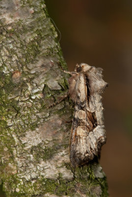 Light Brocade / Brede-w-uil