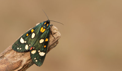 Scarlet Tiger / Bonte beer