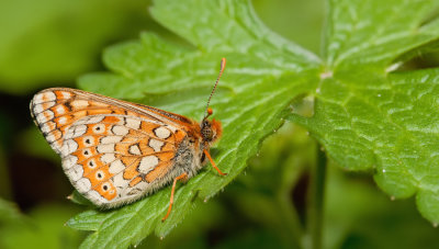 at www.pbase.com/edit  Marsh fritillary / Moerasparelmoervlinder 