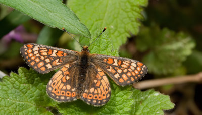 at www.pbase.com/edit  Marsh fritillary / Moerasparelmoervlinder 
