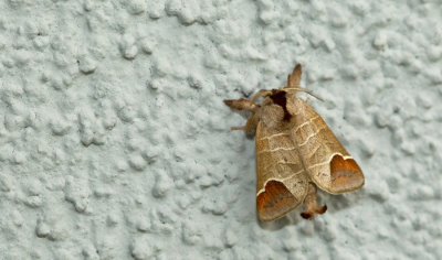 Chocolate-tip / Bruine wapendrager