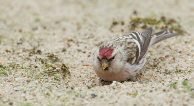 Southern Hoary Redpoll / Witstuitbarmsijs