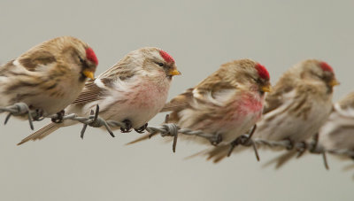 Southern Hoary Redpoll / Witstuitbarmsijs