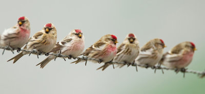 Southern Hoary Redpoll / Witstuitbarmsijs