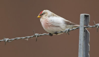 Southern Hoary Redpoll / Witstuitbarmsijs