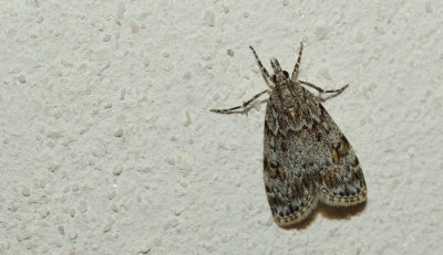 Scoparia basistrigalis