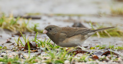 Dark-eyed Junco / Grijze Junco