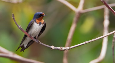 Red-chested swallow / Roodkeelzwaluw