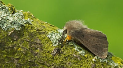 Muslin moth / Mendicabeer