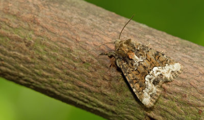 Marbled minor / Gelobd halmuiltje