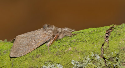 Pale tussock / Meriansborstel 