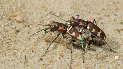 Northern dune tiger beetle / Basterdzandloopkever