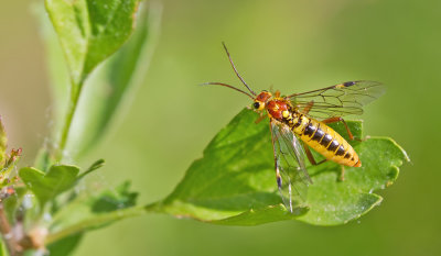 Tenthredopsis sordida 