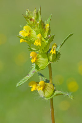 Rhinanthus minor / Kleine ratelaar