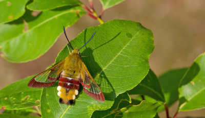 Broad-bordered Bee Hawk-moth / Glasvleugelpijlstaart