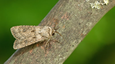Turnip moth / Gewone velduil