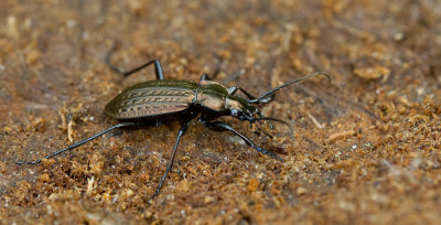 Carabus granulatus / Gekorrelde veldloopkever