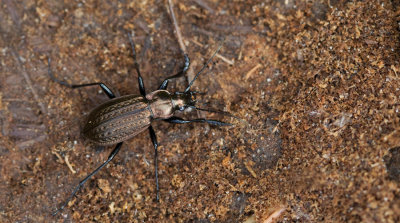 Carabus granulatus / Gekorrelde veldloopkever 