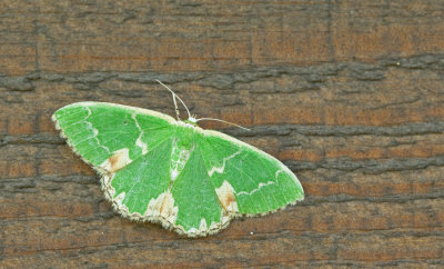 Blotched emerald / Gevlekte zomervlinder