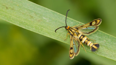 Chamaesphecia tenthrediniformis / Wolfsmelkwespvlinder