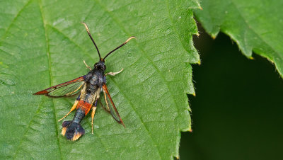 Chamaesphecia tenthrediniformis / Wolfsmelkwespvlinder