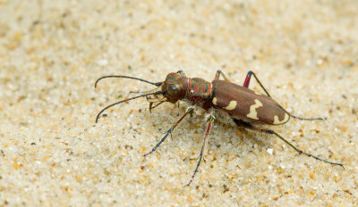 Northern dune tiger beetle / Basterdzandloopkever 