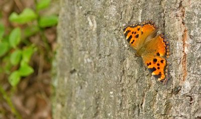 Large tortoise shell / Grote vos