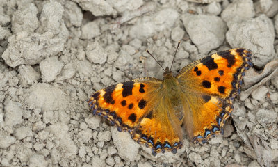 Large tortoise shell / Grote vos