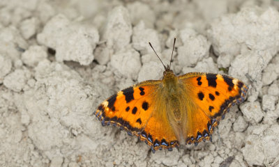 Large tortoise shell / Grote vos