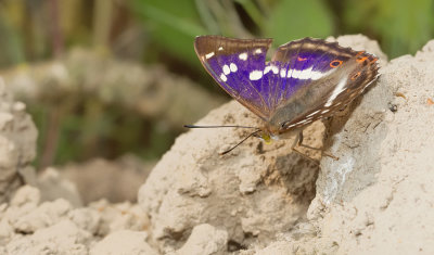 Purple Emperor / Grote Weerschijnvlinder