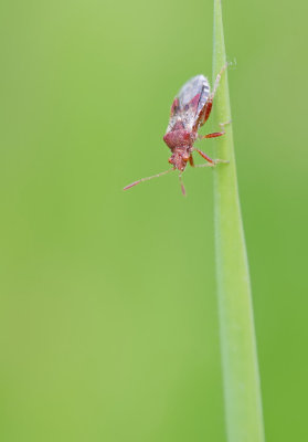 Rhopalus subrufus / Geblokte glasvleugelwants 