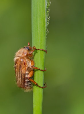 Amphimallon solstitiale / Junikever