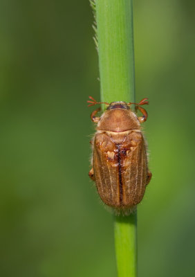 Amphimallon solstitiale / Junikever