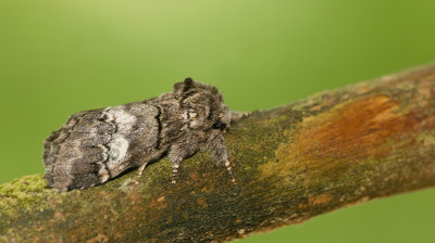 Oak marbled brown / Witlijntandvlinder