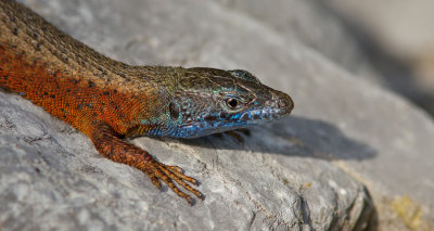 Blue-throated keeled lizard / Dalmatische kielhagedis