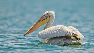 Dalmatian pelican / Kroeskoppelikaan