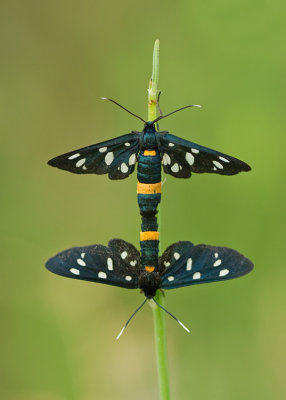 Nine-spotted moth / Phegeavlinder