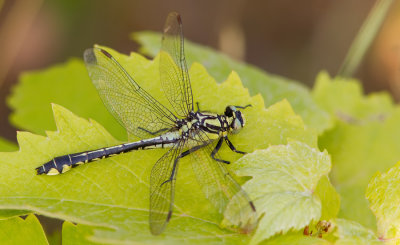 Club-tailed Dragonfly / Beekrombout