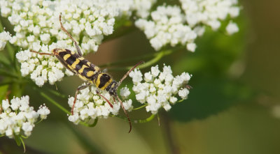 Plagionotus floralis