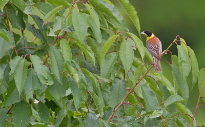 Black-headed Bunting / Zwartkopgors 