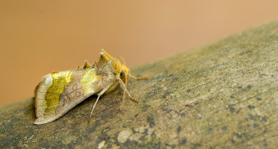 Burnished brass / Koperuil