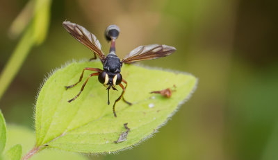 Physocephala rufipes / Gewoon knuppeltje