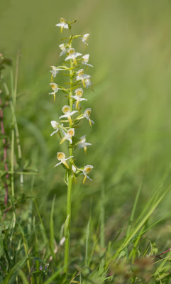 Greater Butterfly Orchid / Bergnachtorchis