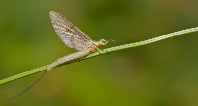 Ephemeroptera, Plecoptera,  Megaloptera and Trichoptera 