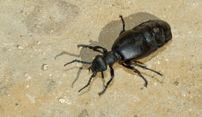 Meloe proscarabaeus / Gewone oliekever