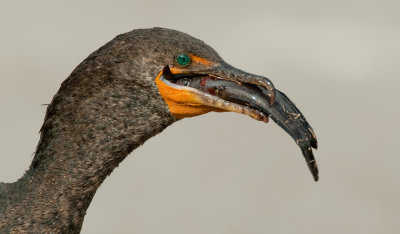 Double-crested Cormorant / Geoorde aalscholver