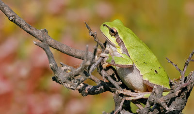 Shelkovnikov's Tree Frog / Oostelijke boomkikker 