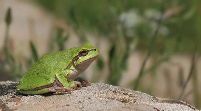 Shelkovnikov's Tree Frog / Oostelijke boomkikker 