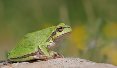 Shelkovnikov's Tree Frog / Oostelijke boomkikker 
